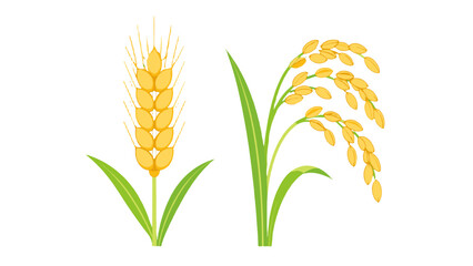 Obraz premium Wheat and rice cereal stalk vector icons on white background