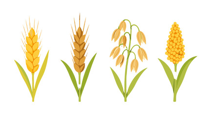 Obraz premium Cereal grain icon set with wheat rye oat and millet