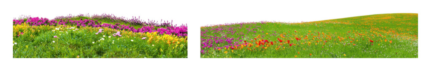 Obraz premium PNG Colorful wildflower meadow panorama with blooming spring flowers, transparent background