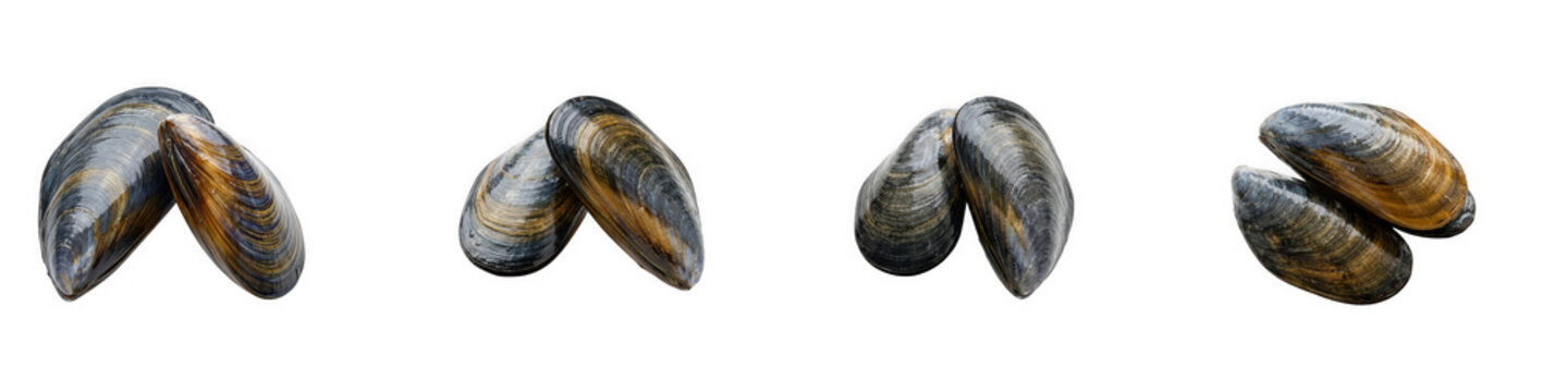 Fresh raw mussels isolated on transparent background