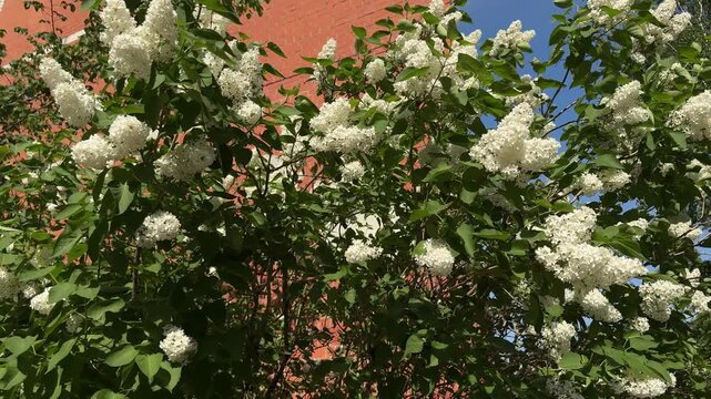 Tree with white lilac blossoms, spring blooming, fragrant clusters, soft petals, garden nature beauty.