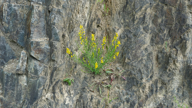 A vibrant yellow flower growing out of a crack in a dark, rugged rock wall, symbolizing nature's resilience