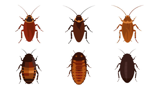 Set of cockroach insect icons in different brown body shapes