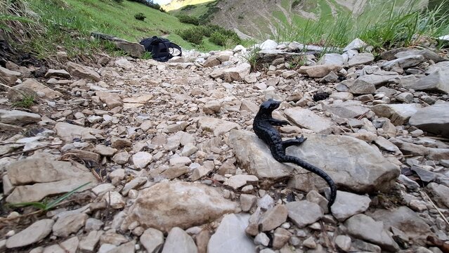 Alpine chough on rocks in the mountains