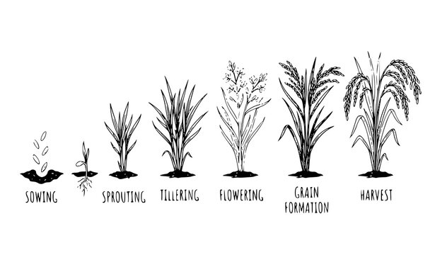 Hand Drawn Rice Plant Growth Stages Agricultural Life Cycle Vector Illustration