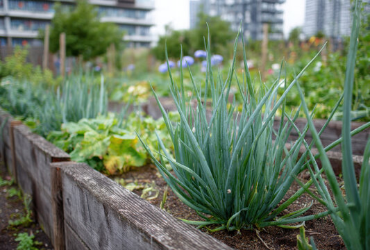 Fresh green onions growing in a wooden raised garden bed at an urban community allotment with apartment buildings in the background, during day