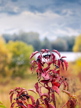 Red autumn dogwood leaves with black berries on background of cloudy sky, river and yellow forest, vertical landscape
