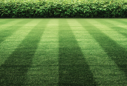 Lush green grass field with alternating light and dark stripes and a dense green hedge in the background, under bright daylight conditions