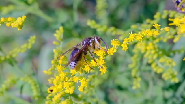 Bald-Faced Hornet on Yellow Flower Bloom in Summer Sun Macro Video