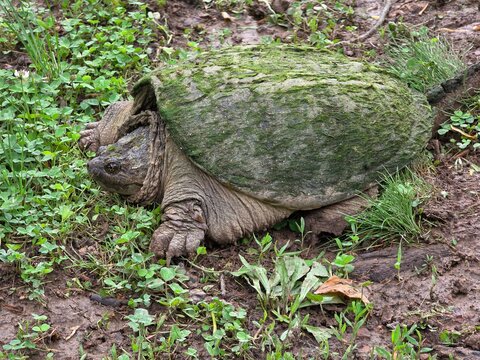 snapping turtle 