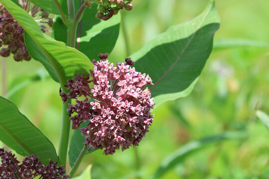 Common Milkweed Blossoms with Red Milkweed Beetles in Summer Prairie