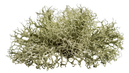 Isolated intricate branching green reindeer moss or lichen, beautiful organic natural plant texture © Vincent