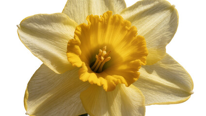 Isolated beautiful yellow daffodil flower close-up, a vibrant sign of spring and natural beauty © Vincent