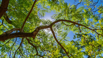 Fototapeta premium Low angle view of lush green tree canopy against clear blue sky. Sunlight filtering through fern-like leaves creating a beautiful natural background for summer or ecology themes
