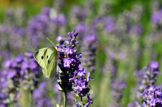 Falter auf violetten Lavendelbl&uuml;ten