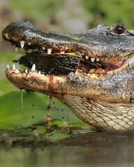 Fototapeta premium American Alligator with Turtle Prey 