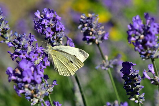 Falter auf violetten Lavendelbl&uuml;ten