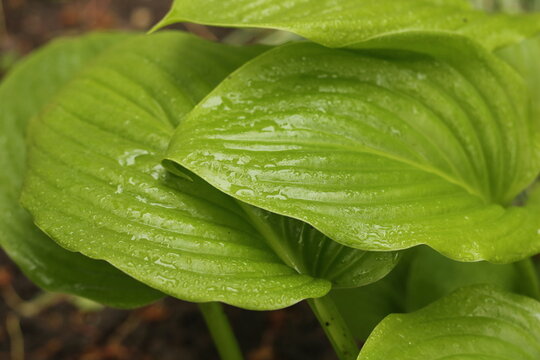 Detailed close-up of vibrant Hosta plantaginea leaves covered in glistening raindrops, highlighting the intricate texture of the foliage