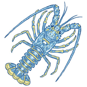 Spiny Lobster Hand Drawn Seafood Illustration