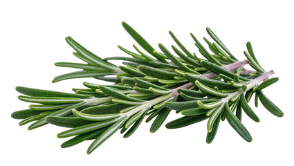 Fototapeta premium Isolated fresh green rosemary aromatic herb sprig with vibrant healthy leaves for cooking