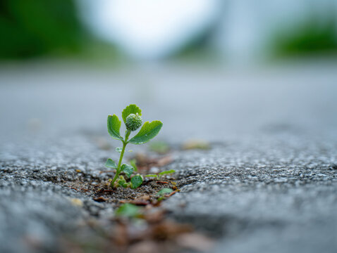 Tiny green seedling emerging from a deep crack in the grey asphalt pavement representing growth and persistence in a harsh urban environment scene