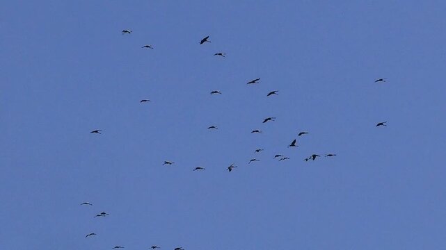 A flock of cranes flies in slow motion.