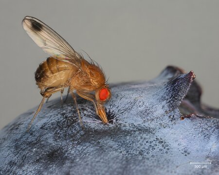 Spotted Wing Drosophila &mdash; Ovipositor Sawing Into Berry Skin. Extreme macro of Drosophila suzukii female ovipositor serrations cutting into blueberry skin.
