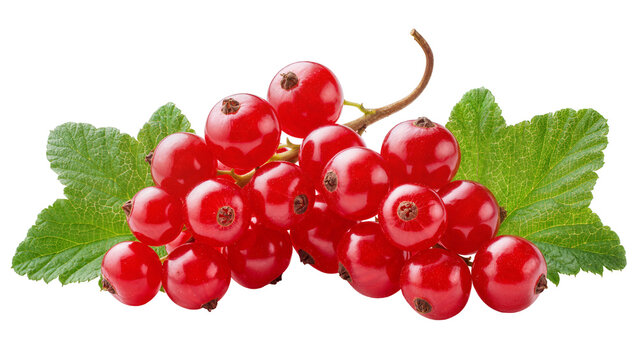 Isolated fresh red currant berries on a branch with green leaves, close-up, healthy fruit