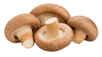 Isolated gourmet shiitake mushrooms revealing their textured brown caps and delicate gills © David