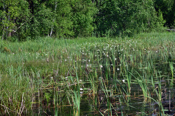 Water lilie, Laskovoye lake. Meshchera, Ryazan. Russia © Oleg Znamenskiy