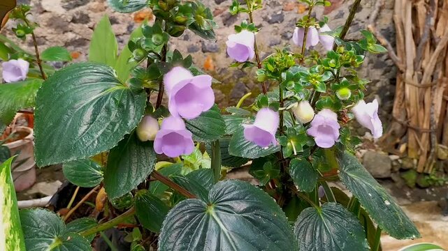 Footage. Gloxinia perennis bell-shaped flower sprouting in Ungaran, Indonesia. Purple bell flowers.
