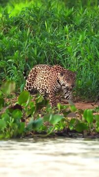 Elusive wild jaguar pacing through dense green grass along a riverbank