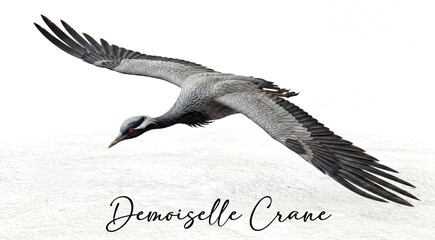 Obraz premium High-quality digital illustration of a demoiselle crane flying with wide open wings.