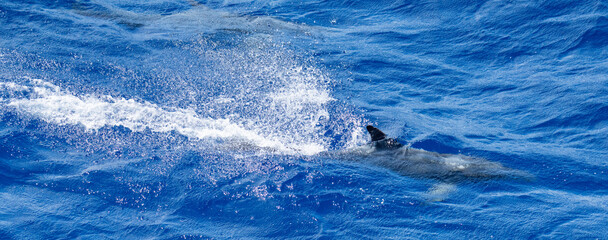 Fototapeta premium Panorama of a dolphin at the surface, at Ascension Island