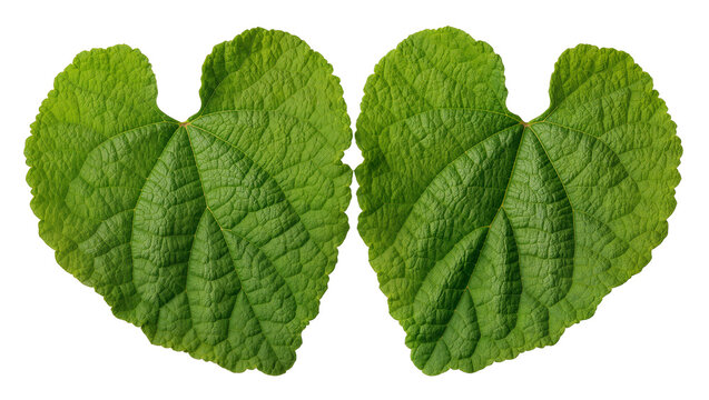Isolated pair of fresh green leaves showing vibrant natural texture and prominent veins