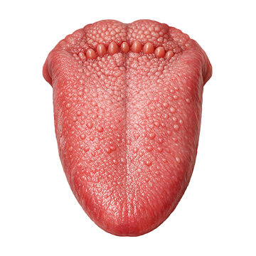 Medical representation of human tongue anatomy featuring various papillae structures.