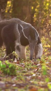 Giant anteater walking through the forest floor during golden hour