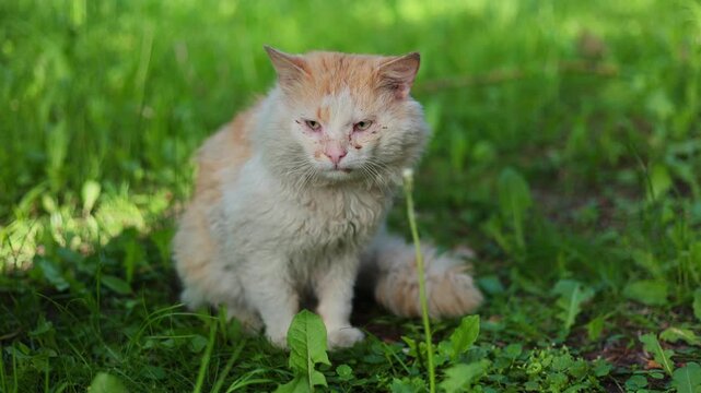 Fluffy ginger and white stray cat sitting on green grass. Sick feline with eye infection resting in garden. Homeless animal in need of care and veterinary help. Nature wildlife.