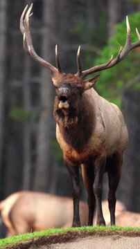 Bull elk bugling on a green grassy ridge with dense pine forest behind