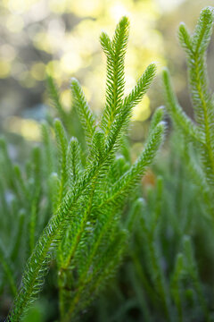 Close up common clubmoss club moss Lycopodium clavatum growing in woodland environment with bokeh background