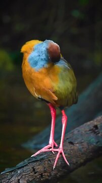 Colorful wood rail waterbird standing on a log preening its feathers