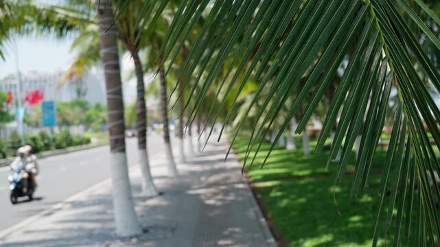 Tracking promenade with palm trees and passing scooter on sunny urban boulevard