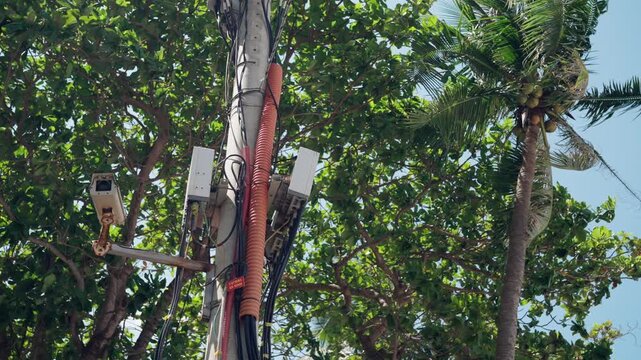 Tropical utility pole with bundled cables and junction boxes against leafy canopy