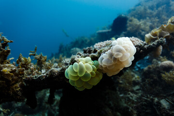 Close-up of bubble coral on reef © Pete Niesen Photo