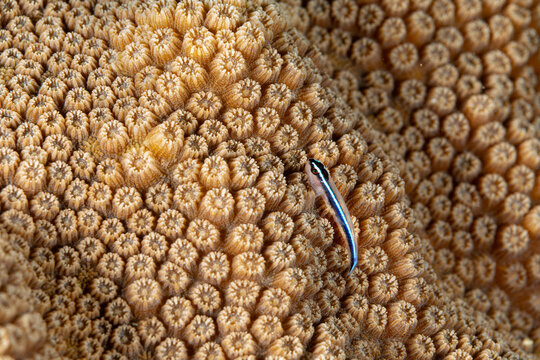Close-up macro view of tiny bluestreak cleaner wrasse, Labroides dimidiatus, on hard coral