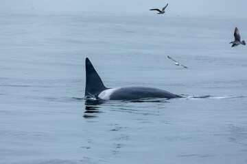 Fototapeta premium Tall black fins of killer whales break the surface of blue gray ocean waters while seagulls circle