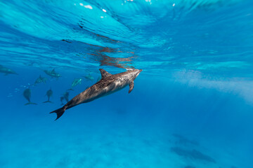 Obraz premium Intelligent and playful Red Sea Spinner dolphins, Stenella longirostris, swim in clear blue tropical waters