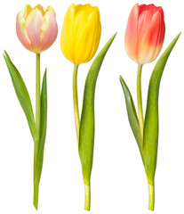 Fototapeta premium PNG Colorful tulips on white background element set on transparent background