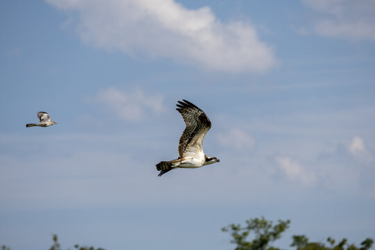 Osprey Carrying Fish Over Sandy Hook Coast