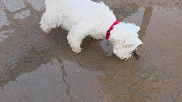 Curious white dog exploring a tiny crab on the wet sand beach. West Highland White Terrier looking at a small crab in slow motion.